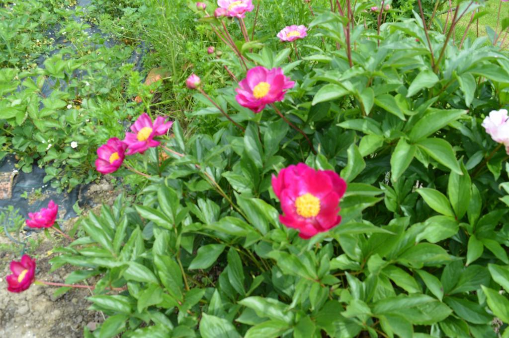 Au Passage Des Grues Bed & Breakfast Drosnay ภายนอก รูปภาพ